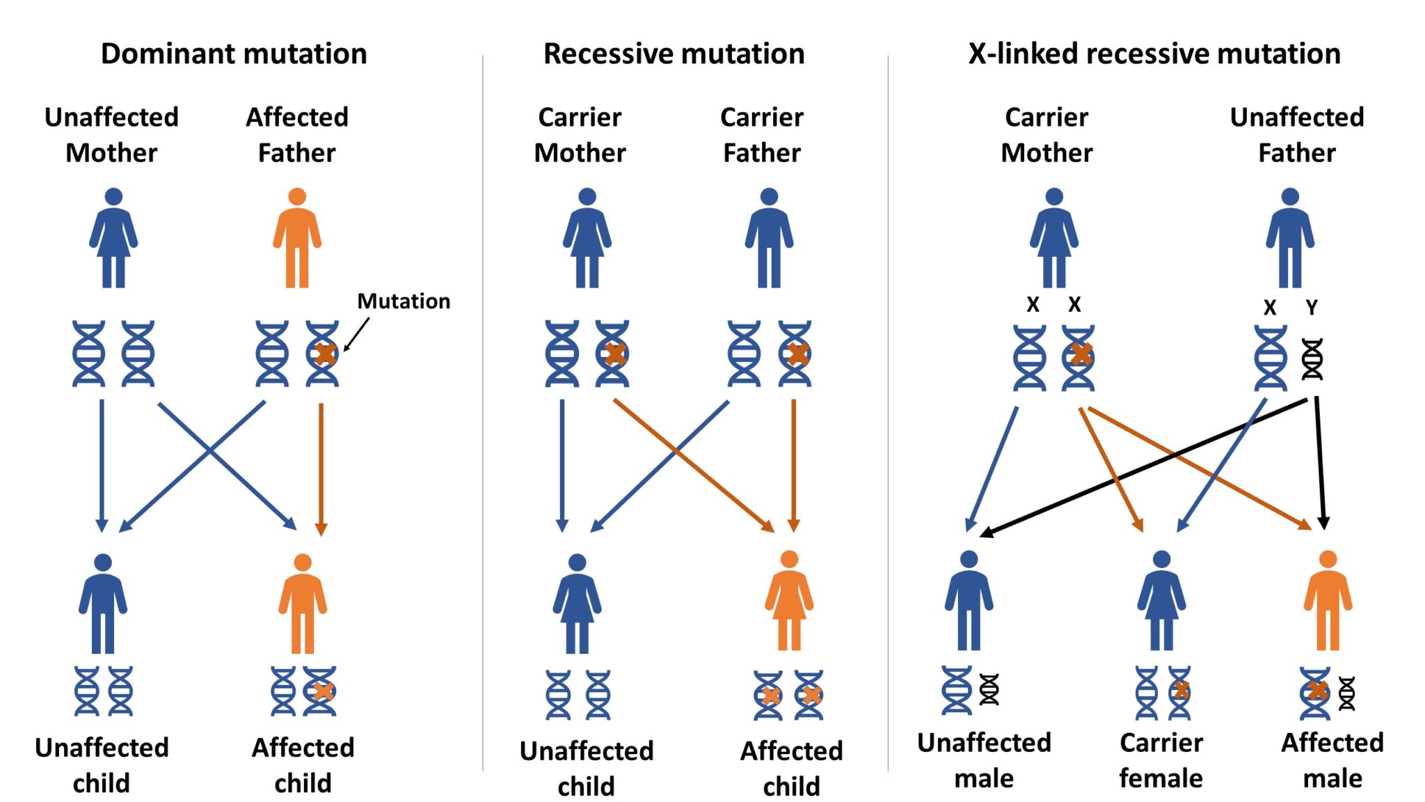 Genetic Testing For Inherited Retinal Diseases Fighting Blindness Canada Fbc