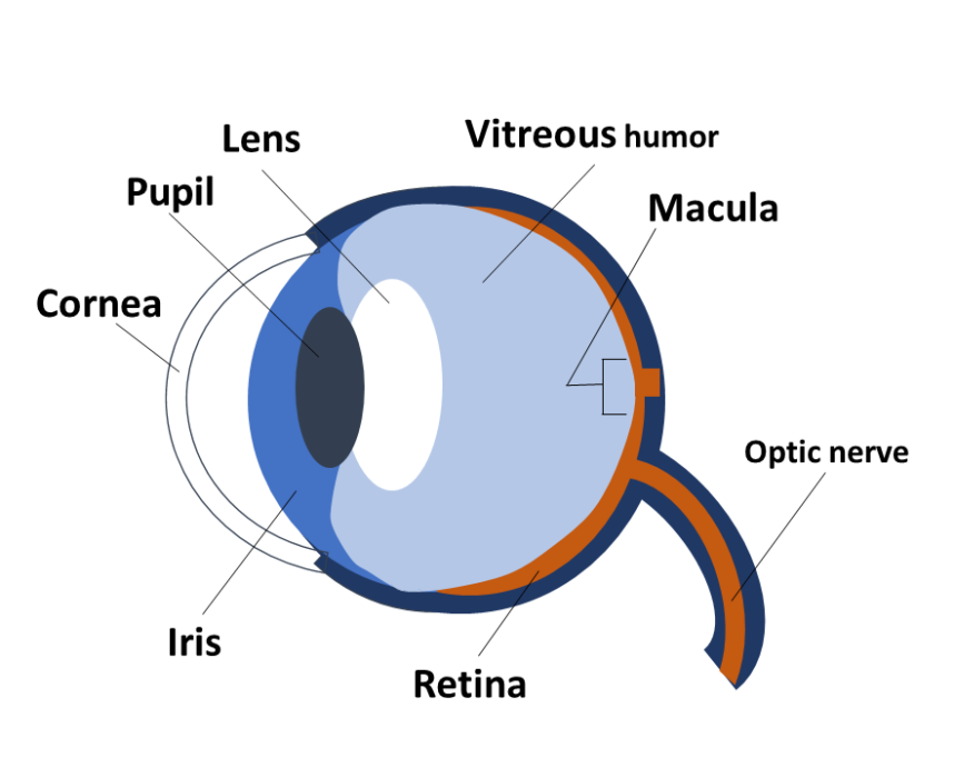 How the Eye Works | Fighting Blindness Canada